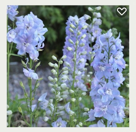 Borddekorasjon høy - Medium